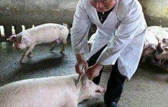 猪疫苗过敏原因及治疗方法
