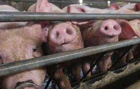 猪场降低饲料霉变的措施