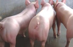 二元母猪养殖技术