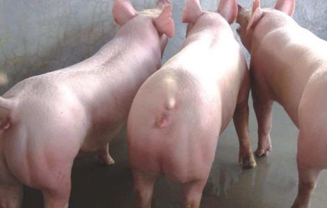 二元母猪养殖技术 二元母猪