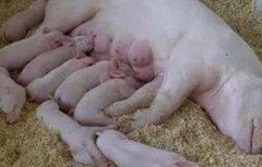 母猪产后不食原因及解决方法
