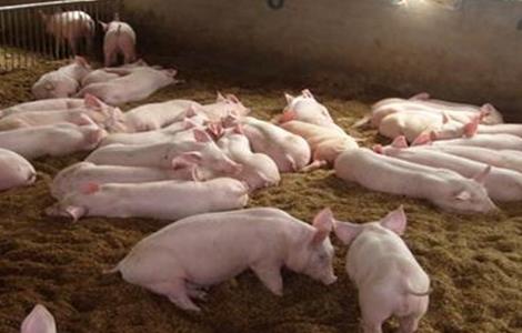 发酵床养猪优缺点 发酵床养猪