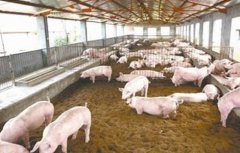 发酵床养猪的优缺点