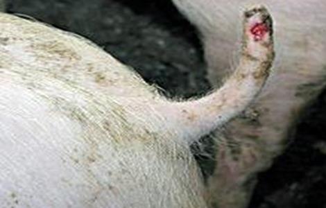 猪咬尾原因及预防措施