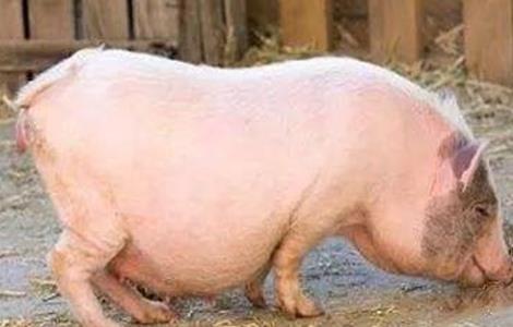 冬季母猪妊娠期饲养管理