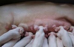 母猪在哺乳期能驱虫吗
