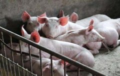 生猪不同生长阶段的疾病防控要点
