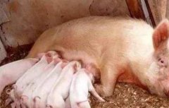 哺乳母猪采食量低怎么办