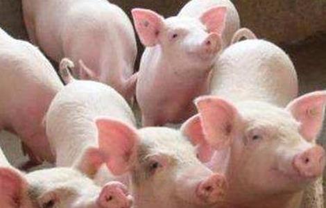 冬季养猪 增膘缓慢 原因