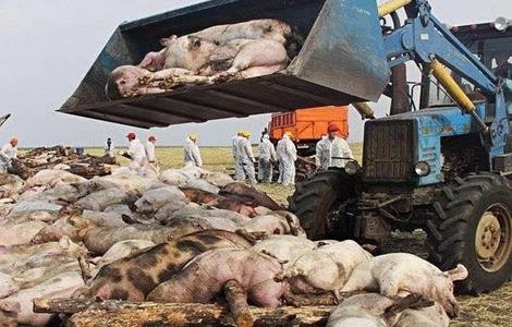 非洲猪瘟症状 防治非洲猪瘟