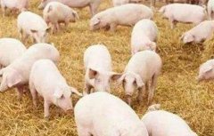 春季如何提高猪群的抵抗力