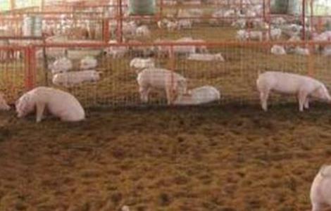 生态养猪 优势 养殖优势