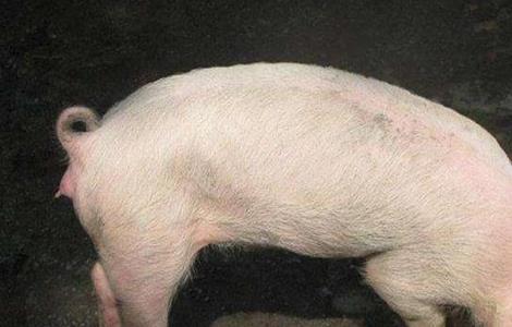 猪饲料中毒或药物中毒的抢救方法