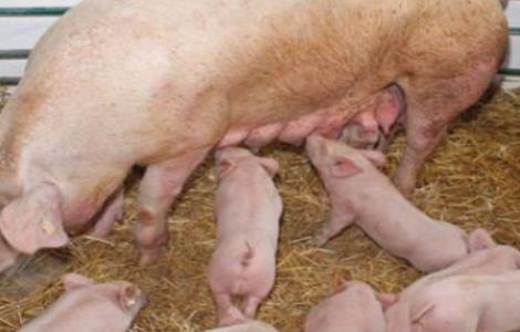 怎样提高 母猪 泌乳量
