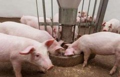 猪食欲不振原因及解决方法
