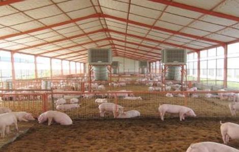 夏季猪场防暑降温措施