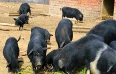 藏香猪养殖方法