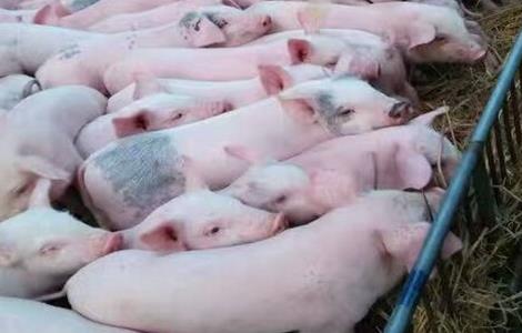 养殖 猪 问题