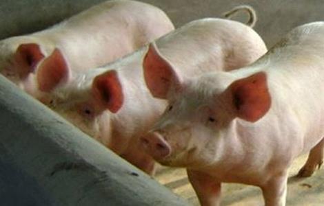 猪 快速育肥 方法