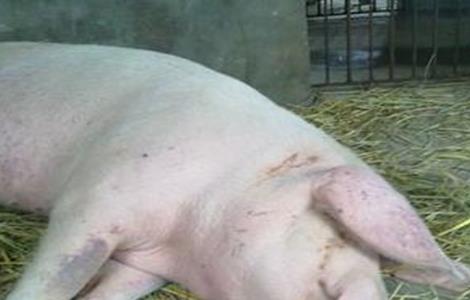 母猪产后不食或厌食的原因及防治措施