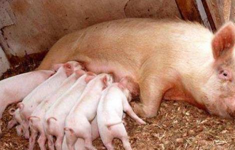 母猪产后不食或厌食的原因及防治措施