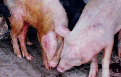 猪的常见疾病防治方法