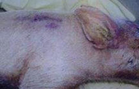 猪突然瘫痪、倒地的原因