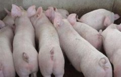 农村常用的养猪模式