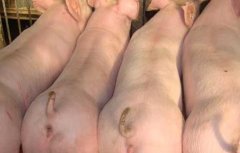 母猪产仔少的原因和办法