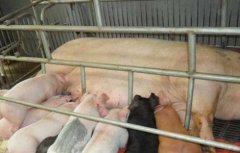 常见的猪饲料添加剂有哪些？
