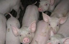 发酵床养猪技术及视频