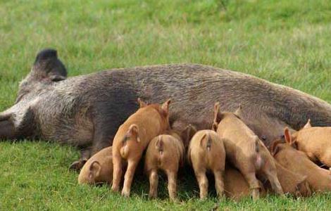 母猪养殖