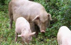 2017年养猪的前景如何？