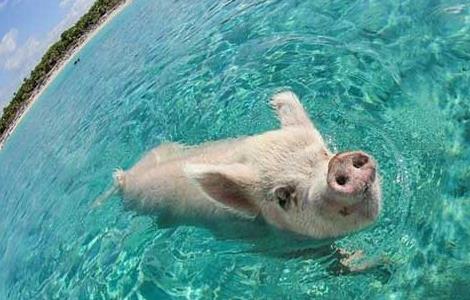 猪会游泳吗