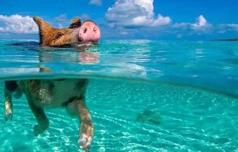 猪会游泳吗