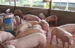 猪流感的症状有哪些？