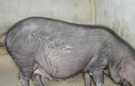 农村养猪技术