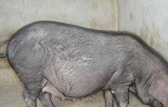 生猪多大出栏养殖效益最大？