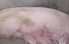 如何缩短母猪产程？