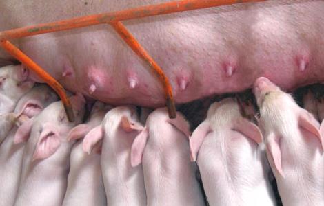 仔猪常见的死亡原因分析及预防措施