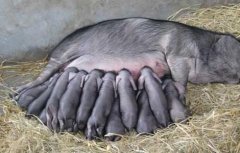 如何促进母猪发情排卵？
