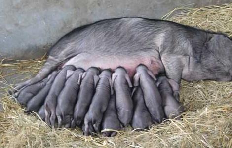 促进母猪发情排卵有哪些措施
