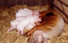 临产前母猪有哪些表现？