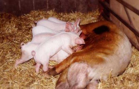 临产前母猪的表现有哪些
