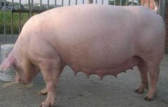 猪养殖场常见问题及解答