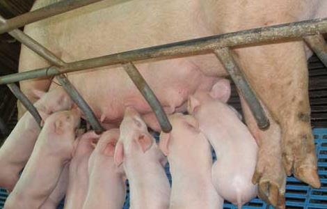母猪产前不吃食应该怎么办?