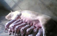 母猪产后瘫痪治疗方法
