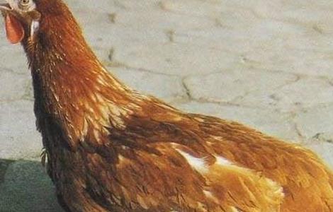 鸡群免疫力下降是什么原因