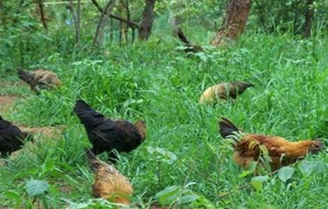 生态养鸡 有什么优势