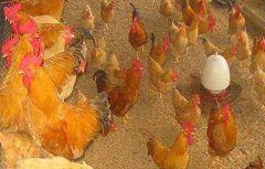 发酵床养鸡有什么好处